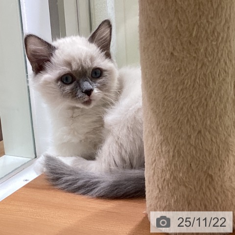 ラグドールの写真