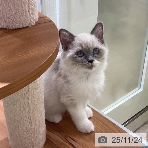 ラグドールの写真