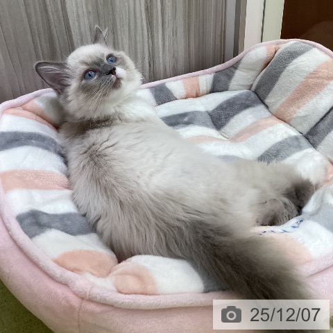 神奈川県のラグドール (ペットプラス 新百合丘店/2025年9月12日生まれ/女の子/ブルーポイントミテッド)の子猫の3枚目の画像