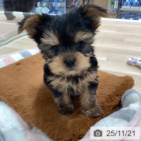 ヨークシャー・テリアの写真