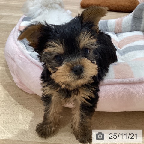 ヨークシャー・テリアの写真