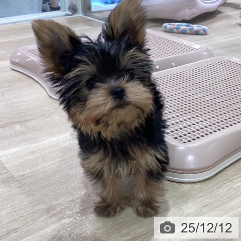 神奈川県のヨークシャーテリア (ペットプラス ゆめが丘ソラトス店/2025年9月17日生まれ/男の子/スチールブルータン)の子犬の4枚目の画像