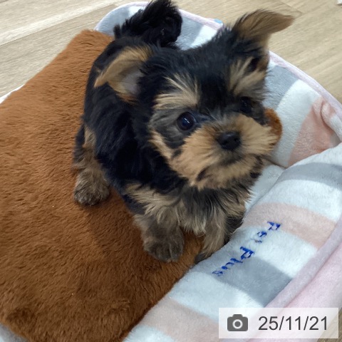 ヨークシャー・テリアの写真