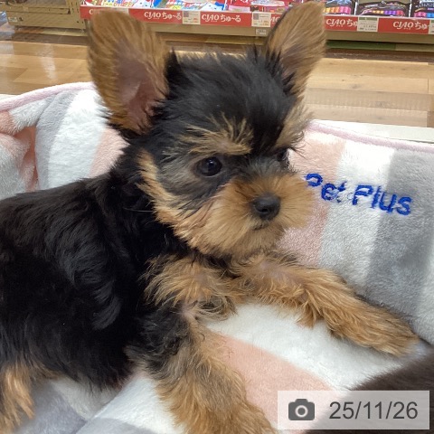 ヨークシャー・テリアの写真