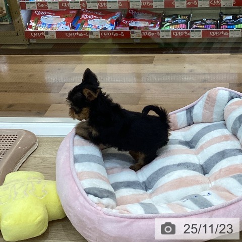 ヨークシャー・テリアの写真