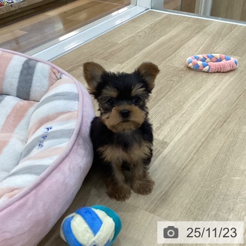 ヨークシャー・テリアの写真