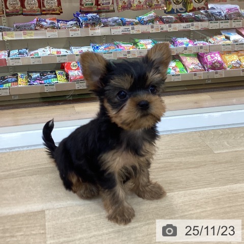 ヨークシャー・テリアの写真