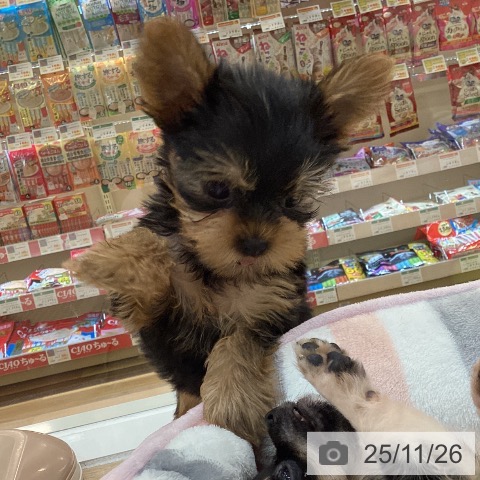 ヨークシャー・テリアの写真