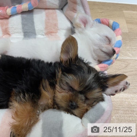 ヨークシャー・テリアの写真