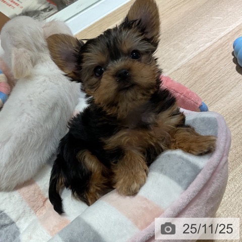 ヨークシャー・テリアの写真