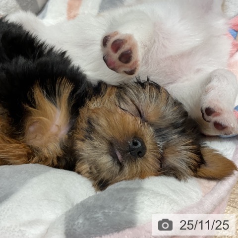 ヨークシャー・テリアの写真