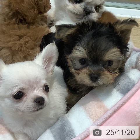 ヨークシャー・テリアの写真