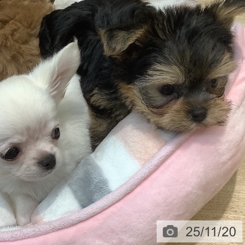 ヨークシャー・テリアの写真