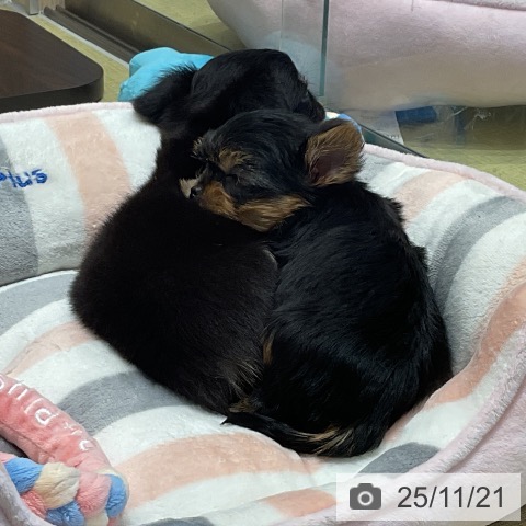 ヨークシャー・テリアの写真