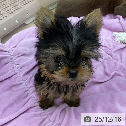 福島県のヨークシャーテリア (ペットプラス 福島店/2025年9月17日生まれ/女の子/スチールブルータン)の子犬の4枚目の画像