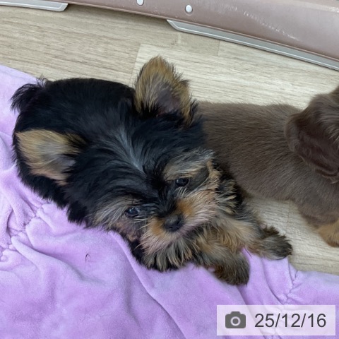 福島県のヨークシャーテリア (ペットプラス 福島店/2025年9月17日生まれ/女の子/スチールブルータン)の子犬の3枚目の画像