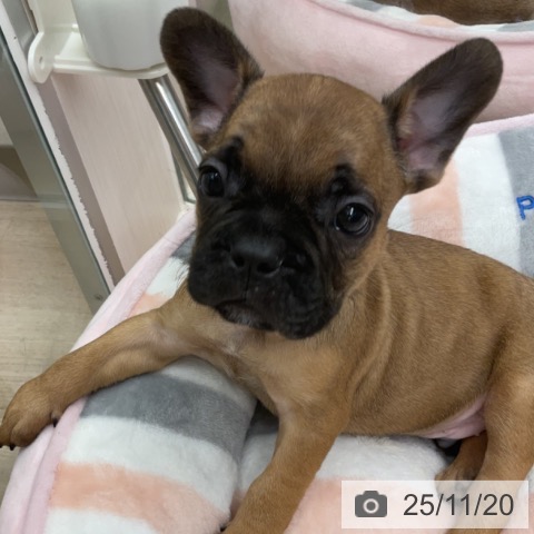 フレンチ・ブルドッグの写真