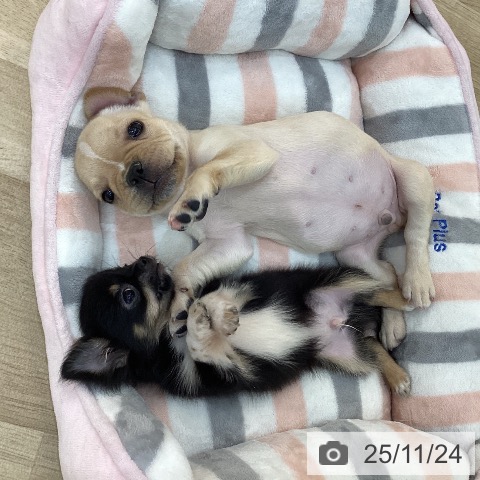 フレンチ・ブルドッグの写真