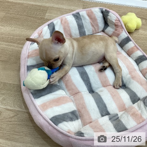 フレンチ・ブルドッグの写真