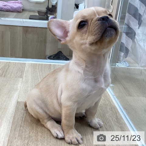 フレンチ・ブルドッグの写真