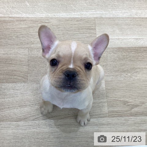 フレンチ・ブルドッグの写真