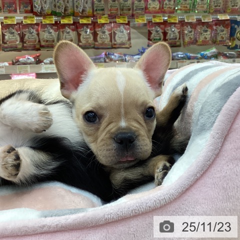 フレンチ・ブルドッグの写真