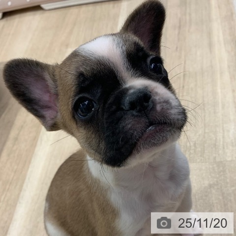 フレンチ・ブルドッグの写真