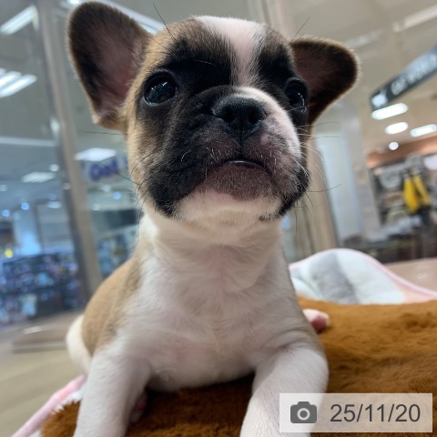 フレンチ・ブルドッグの写真