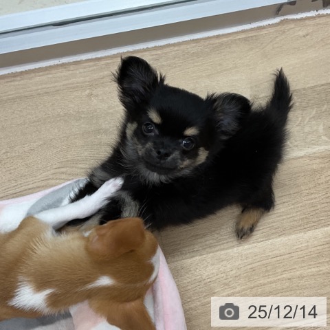 神奈川県のチワワ(ロング) (ペットプラス アミーゴ藤沢店/2025年9月19日生まれ/男の子/ブラックタンホワイト)の子犬の4枚目の画像