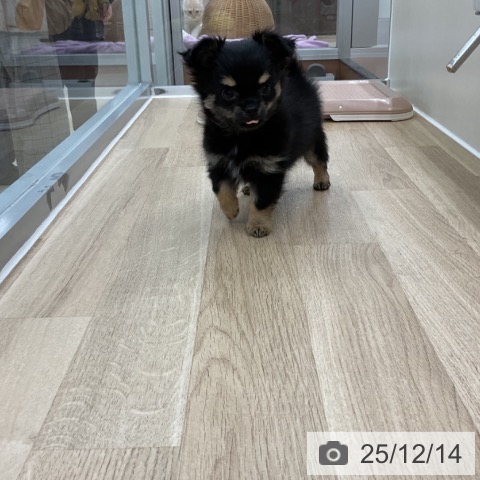 神奈川県のチワワ(ロング) (ペットプラス アミーゴ藤沢店/2025年9月19日生まれ/男の子/ブラックタンホワイト)の子犬の3枚目の画像