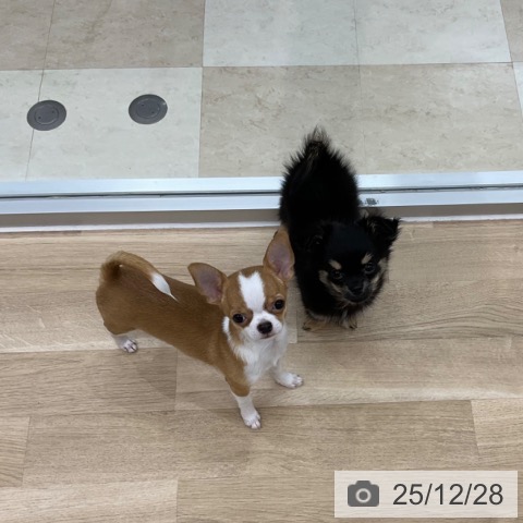 神奈川県のチワワ(ロング) (ペットプラス アミーゴ藤沢店/2025年9月19日生まれ/男の子/ブラックタンホワイト)の子犬の3枚目の画像