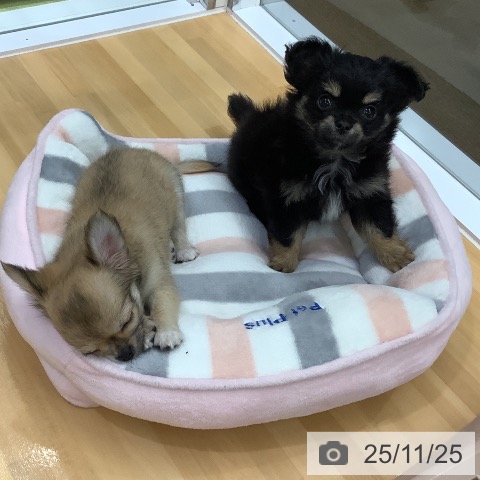 長野県のチワワ(ロング) (ペットプラス 松本店/2025年9月19日生まれ/女の子/ブラックタンホワイト)の子犬の4枚目の画像