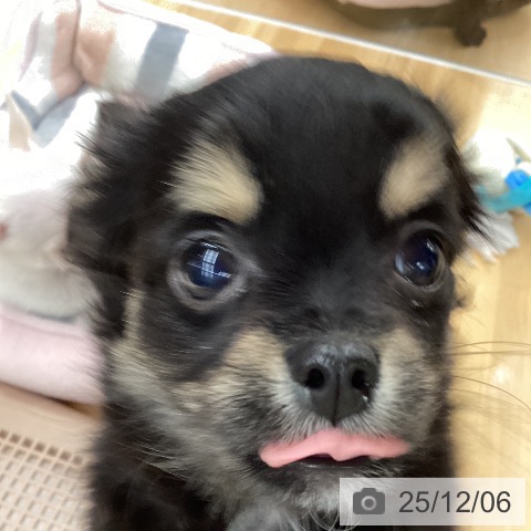 長野県のチワワ(ロング) (ペットプラス 松本店/2025年9月19日生まれ/女の子/ブラックタンホワイト)の子犬の3枚目の画像