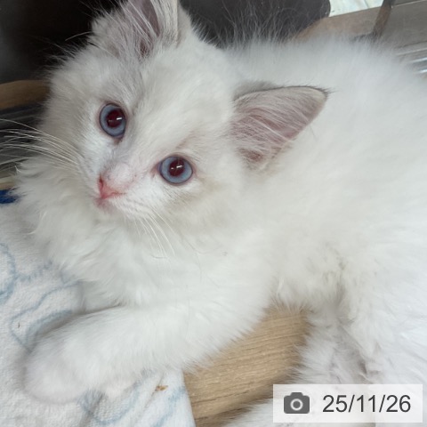 埼玉県のラグドール (ペットプラス ららぽーと富士見店/2025年9月16日生まれ/男の子/ブルーポイントバイカラー)の子猫の3枚目の画像