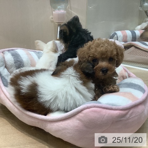 トイ・プードルの写真