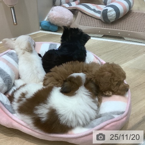 トイ・プードルの写真