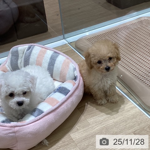 宮城県のトイプードル(トイ) (ペットプラス 仙台泉大沢店/2025年9月19日生まれ/女の子/クリーム)の子犬の4枚目の画像