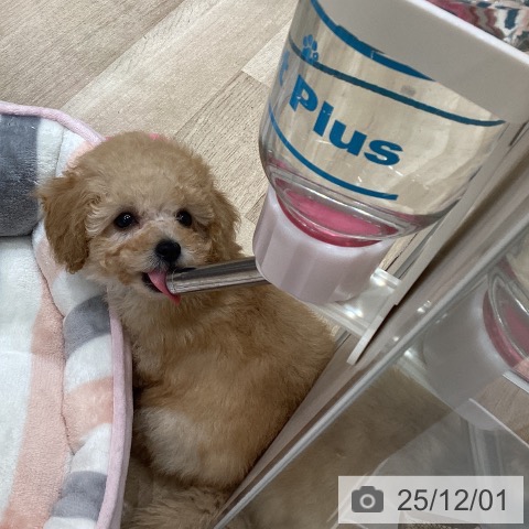 宮城県のトイプードル(トイ) (ペットプラス 仙台泉大沢店/2025年9月19日生まれ/女の子/クリーム)の子犬の3枚目の画像