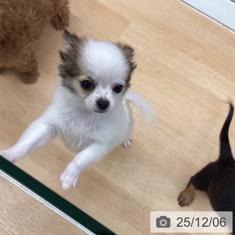 千葉県のチワワ(ロング) (ペットプラス 成田店/2025年9月18日生まれ/男の子/ホワイトフォーン)の子犬の3枚目の画像