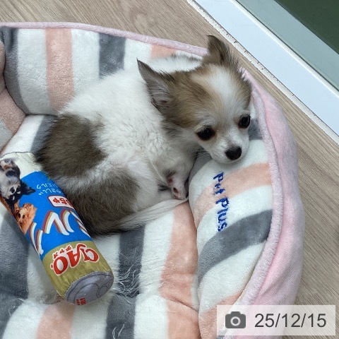 埼玉県のチワワ(ロング) (ペットプラス 上尾店/2025年9月18日生まれ/女の子/ホワイトフォーン)の子犬の4枚目の画像