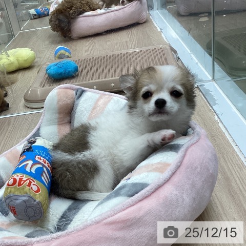 埼玉県のチワワ(ロング) (ペットプラス 上尾店/2025年9月18日生まれ/女の子/ホワイトフォーン)の子犬の3枚目の画像