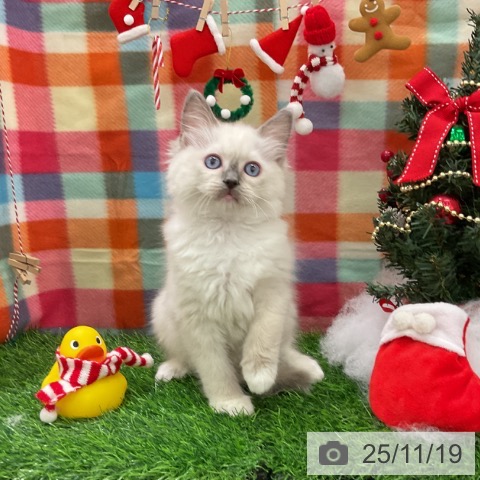 ラグドールの写真