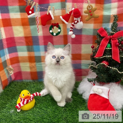 ラグドールの写真