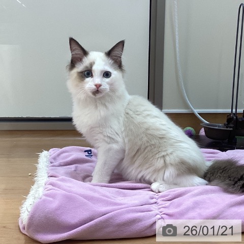 東京都のラグドール (ペッツワン 南砂町SUNAMO店/2025年9月18日生まれ/男の子/シールポイントバイカラー)の子猫の3枚目の画像