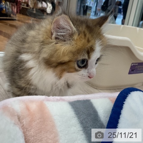 ミヌエットの写真