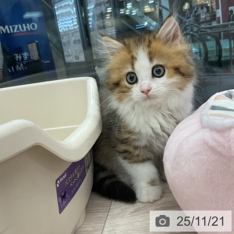 ミヌエットの写真