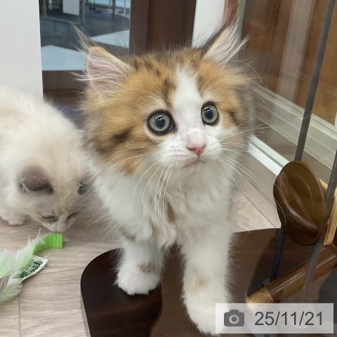 ミヌエットの写真