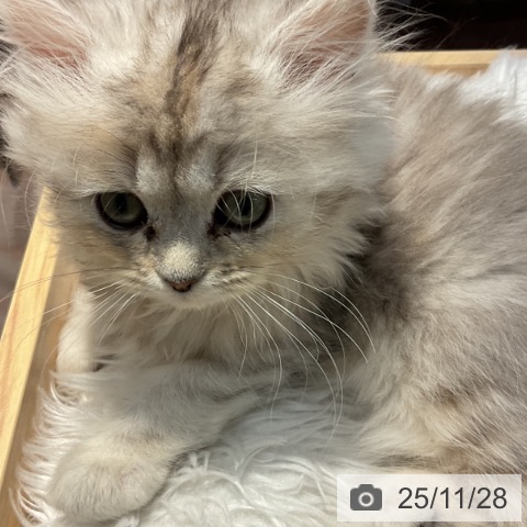 群馬県のミヌエット (ペットプラス イオンモール太田店/2025年9月12日生まれ/女の子/シルバータビー)の子猫の4枚目の画像