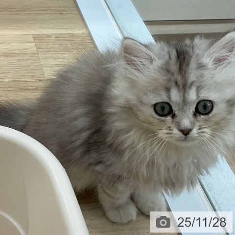 群馬県のミヌエット (ペットプラス イオンモール太田店/2025年9月12日生まれ/女の子/シルバータビー)の子猫の3枚目の画像