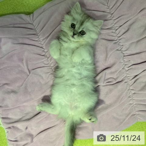 東京都のミヌエット (ペッツワン 南砂町SUNAMO店/2025年9月12日生まれ/女の子/シルバーパッチドタビー)の子猫の3枚目の画像